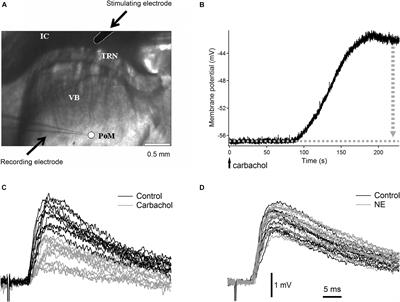 Cholinergic and Noradrenergic Modulation of Corticothalamic Synaptic Input From Layer 6 to the Posteromedial Thalamic Nucleus in the Rat